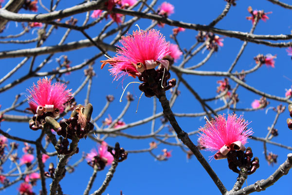 Flowers in Oaxaca